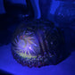 Vintage Amberina Glass Comet in The Stars Bowl with Sawtooth Edge (Glows)