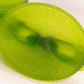 Vintage Westmoreland Glass Oval Satin Green Birds in Love on Nest Lidded Dish