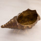 Medium Brass Conch Shell Planter Vase