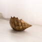 Medium Brass Conch Shell Planter Vase